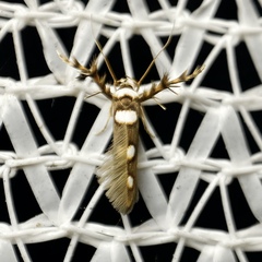 Stathmopoda triselena