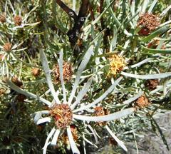 Leucadendron meyerianum