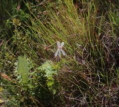 Ciconium