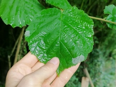 Phyllonorycter coryli