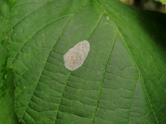Phyllonorycter coryli