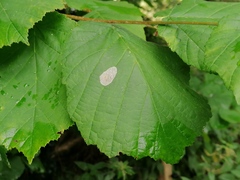 Phyllonorycter coryli