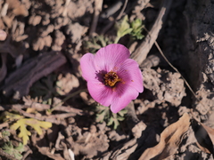 Modiolastrum gilliesii