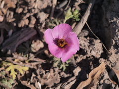 Modiolastrum gilliesii