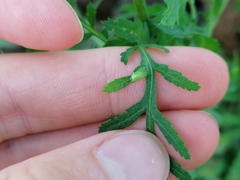 Rhopalomyia tanaceticola