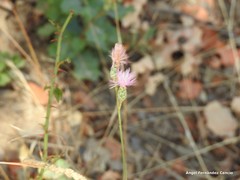 Mantisalca salmantica