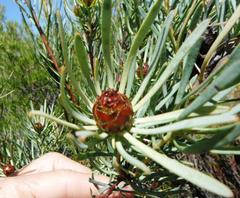 Leucadendron meyerianum