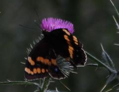 Aeropetes tulbaghia