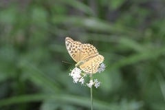 Argynnis paphia