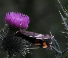 Aeropetes tulbaghia