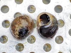 Lithoglyphus naticoides