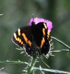 Aeropetes tulbaghia