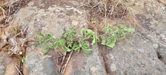 Searsia grandidens