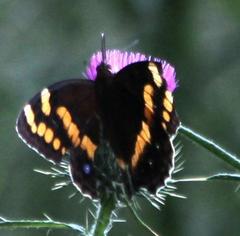 Aeropetes tulbaghia