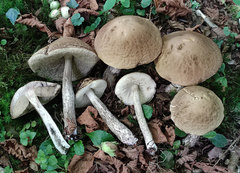 Leccinellum pseudoscabrum