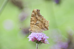 Polygonia c-aureum