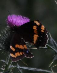 Aeropetes tulbaghia