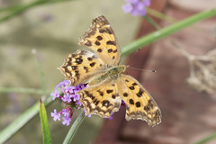 Polygonia c-aureum