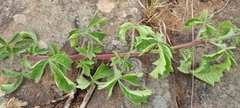 Searsia grandidens