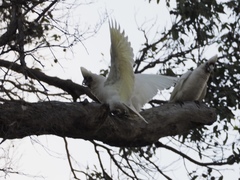 Cacatua pastinator