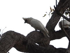 Cacatua pastinator