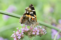 Vanessa indica