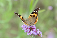 Vanessa indica