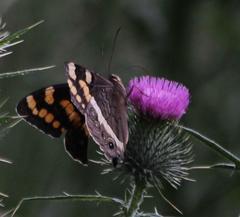 Aeropetes tulbaghia