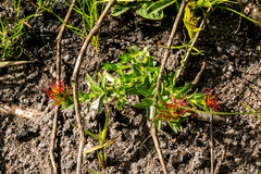 Acalypha glandulifolia