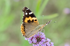 Vanessa indica