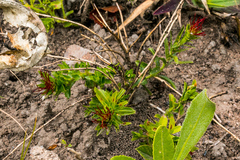 Acalypha glandulifolia