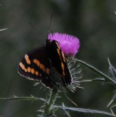 Aeropetes tulbaghia
