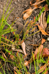 Acalypha peduncularis