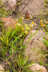Afroaster serrulatus