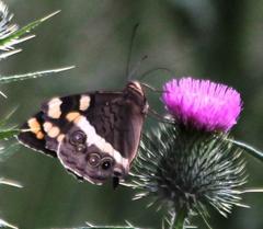 Aeropetes tulbaghia