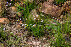 Afroaster serrulatus