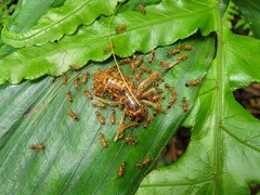 Tetramorium nipponense