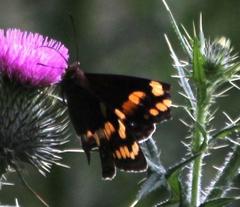 Aeropetes tulbaghia