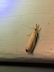 Agriphila straminella