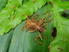 Tetramorium nipponense