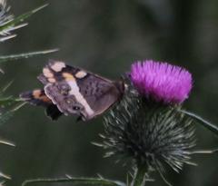 Aeropetes tulbaghia