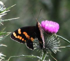 Aeropetes tulbaghia