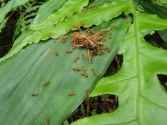 Tetramorium nipponense