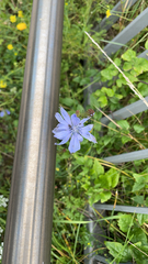 Cichorium intybus