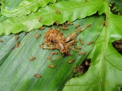 Tetramorium nipponense