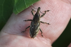Lixus acutipennis