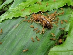 Tetramorium nipponense