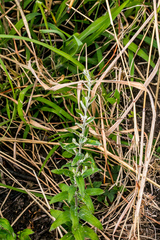 Athrixia phylicoides