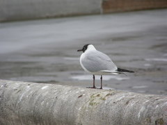 Chroicocephalus ridibundus