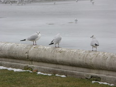 Chroicocephalus ridibundus